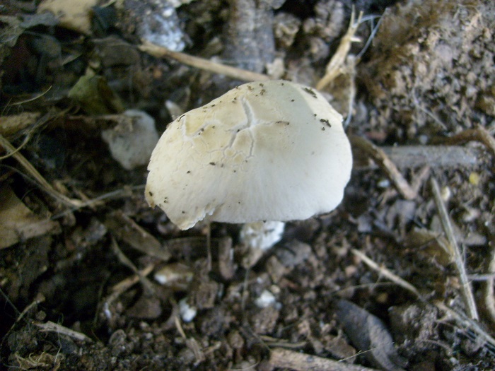 1099 Luglio vecchio  ritrovamento